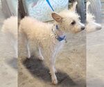 Small #1 Cairn Terrier Mix