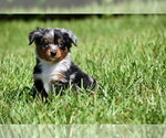 Small #5 Miniature Australian Shepherd