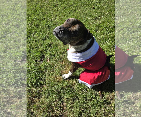 Medium Photo #31 Boxer-Unknown Mix Puppy For Sale in The Woodlands, TX, USA
