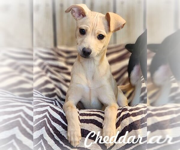 Medium Photo #1 Chihuahua-Unknown Mix Puppy For Sale in Anaheim Hills, CA, USA