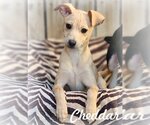 Small Photo #1 Chihuahua-Unknown Mix Puppy For Sale in Anaheim Hills, CA, USA