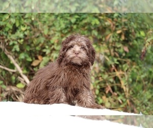 ShihPoo Puppy for sale in DYERSBURG, TN, USA
