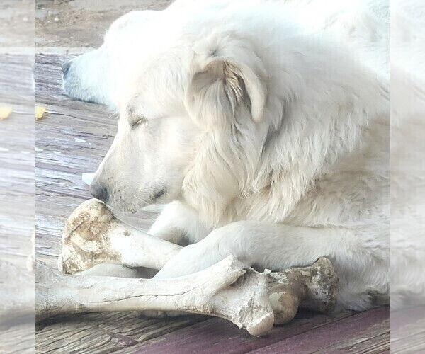 Medium Photo #9 Great Pyrenees Puppy For Sale in KINGMAN, AZ, USA