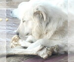 Small #8 Great Pyrenees