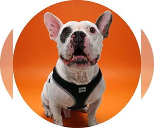 Bulldog-Unknown Mix Dogs for adoption in Rowlett, TX, USA