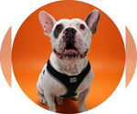 Small Bulldog Mix