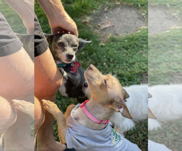 Medium Photo #3 Chihuahua-Unknown Mix Puppy For Sale in Mount Laurel, NJ, USA