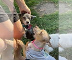 Small #2 Chihuahua Mix