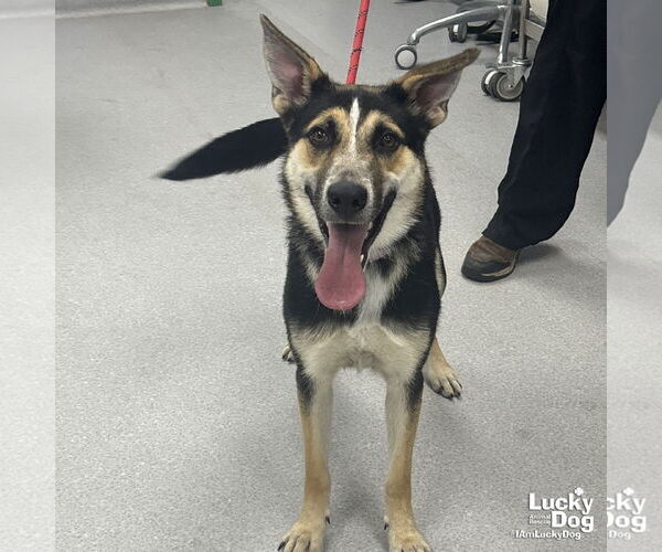 Medium Photo #1 Retriever -Unknown Mix Puppy For Sale in Washington, DC, USA