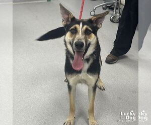 Retriever -Unknown Mix Dogs for adoption in Washington, DC, USA