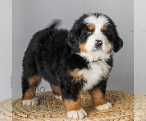 Medium Bernese Mountain Dog