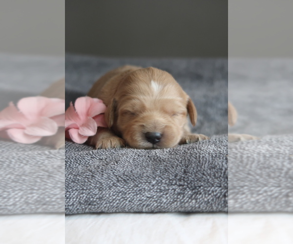 Medium Photo #2 Goldador Doodle Puppy For Sale in CAPON BRIDGE, WV, USA