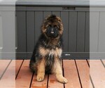Small Photo #2 German Shepherd Dog Puppy For Sale in MERCED, CA, USA