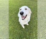 Small #5 Great Pyrenees