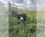 Small #5 Great Dane