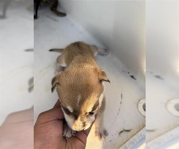 Medium Photo #1 Labsky Puppy For Sale in Houston, TX, USA