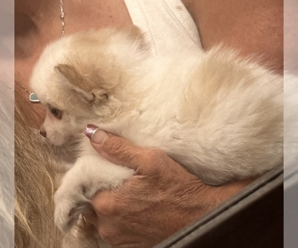 Medium Photo #14 Pomsky Puppy For Sale in GOLDEN VALLEY, AZ, USA