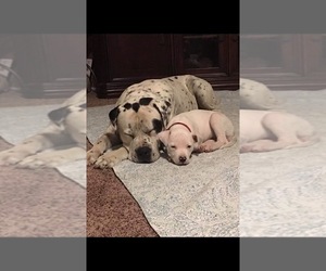 Father of the American Bulldog puppies born on 04/08/2019