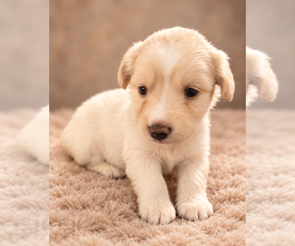 Medium Photo #3 Alaskan Husky-Cock-A-Poo Mix Puppy For Sale in YONKERS, NY, USA