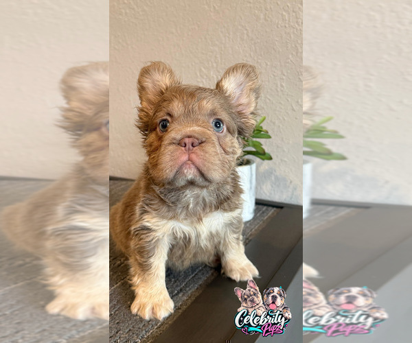 Medium Photo #4 French Bulldog Puppy For Sale in WASHINGTON, DC, USA