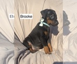 Small #4 Doberman Pinscher