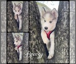 Small #5 Pomsky
