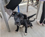 Small #5 American Staffordshire Terrier-Labrador Retriever Mix