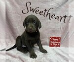 Small Photo #4 Labrador Retriever Puppy For Sale in VONA, CO, USA