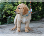 Small #3 Golden Retriever