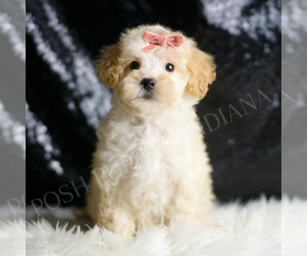 Medium Photo #1 Maltipoo Puppy For Sale in WARSAW, IN, USA