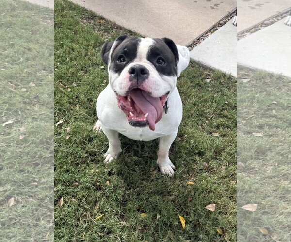 Medium Photo #1 American Staffordshire Terrier-Boxer Mix Puppy For Sale in Phoenix, AZ, USA