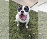 Freddy - Male American Staffordshire Terrier-Boxer Mix Dog for Adoption - Small photo