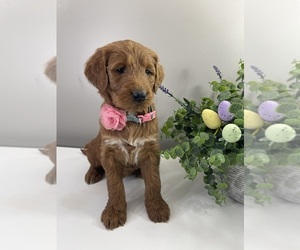 Goldendoodle Litter for sale in WOODBURN, IN, USA