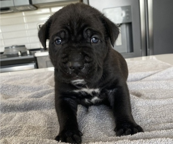 Medium Photo #39 Cane Corso Puppy For Sale in HORACE, ND, USA