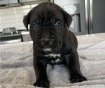 Small #38 Cane Corso