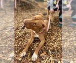 Small #19 American Pit Bull Terrier Mix