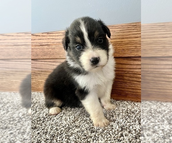 Medium Photo #6 Australian Shepherd Puppy For Sale in LODA, IL, USA