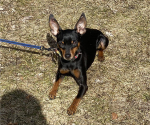 Father of the Muggin puppies born on 09/17/2025