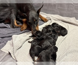 Doberman Pinscher Puppy for Sale in NEWTON, North Carolina USA