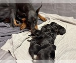 Small Doberman Pinscher