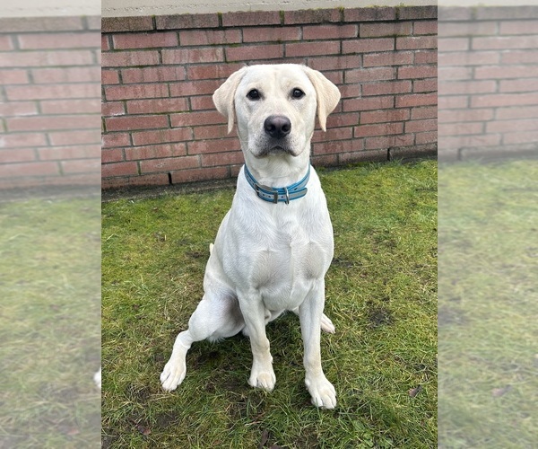 Medium Photo #1 German Shorthaired Lab Puppy For Sale in TACOMA, WA, USA