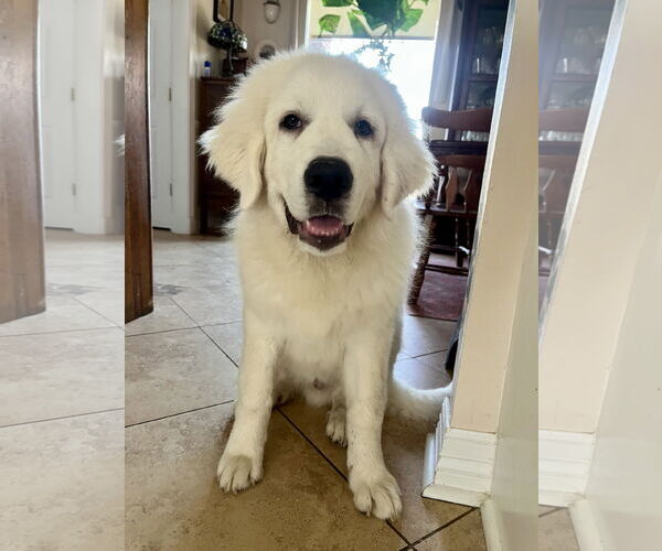 Medium Photo #1 Great Pyrenees Puppy For Sale in Bend, OR, USA