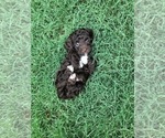 Small Photo #2 Cockapoo Puppy For Sale in BOGART, GA, USA