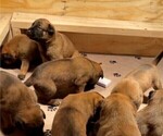 Small #5 Belgian Malinois