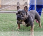 Small Photo #1 French Bulldog Puppy For Sale in DECATUR, GA, USA