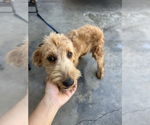 Goldendoodle Puppy for sale in BEVERLY HILLS, CA, USA