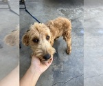 Small Goldendoodle
