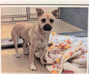 Chihuahua-Unknown Mix Dogs for adoption in San Martin, CA, USA