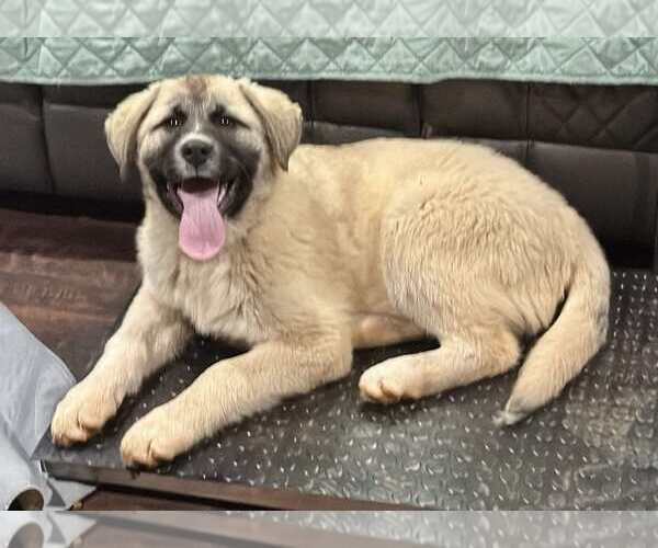 Medium Photo #4 Anatolian Shepherd-Great Pyrenees Mix Puppy For Sale in Higley, AZ, USA