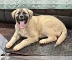 Small #3 Anatolian Shepherd-Great Pyrenees Mix